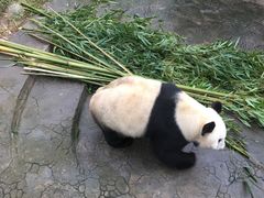 -都江堰中华大熊猫苑