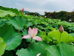 -光明小镇欢乐田园