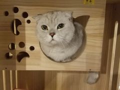 -Mr.Fox狐狸先生超级密室(南山店)