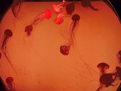 -沈阳海洋探索中心