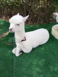 -萌宠亲子动物乐园(槐房万达店)