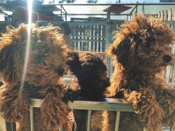 -萌宠亲子动物乐园(槐房万达店)