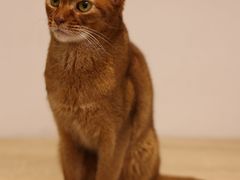 -Umiao与猫咖啡 猫咖