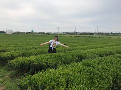 -雪绿茶博物馆