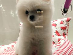 -momokira米努特·德文卷毛猫·棉花面纱犬