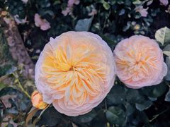 -人民公园(罗湖区)