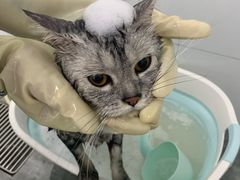 -宠颐生宠物医院·犬猫全科·皮肤科(商业街店)