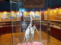 -海合安武汉极地海洋公园