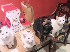 -猫色咖啡·猫咖