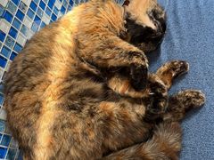 -Sirena海妖日咖夜酒