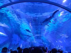 -海合安武汉极地海洋公园