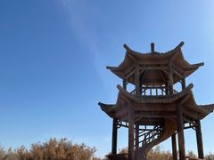 -金塔沙漠胡杨林景区