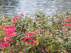 -荔湾湖公园