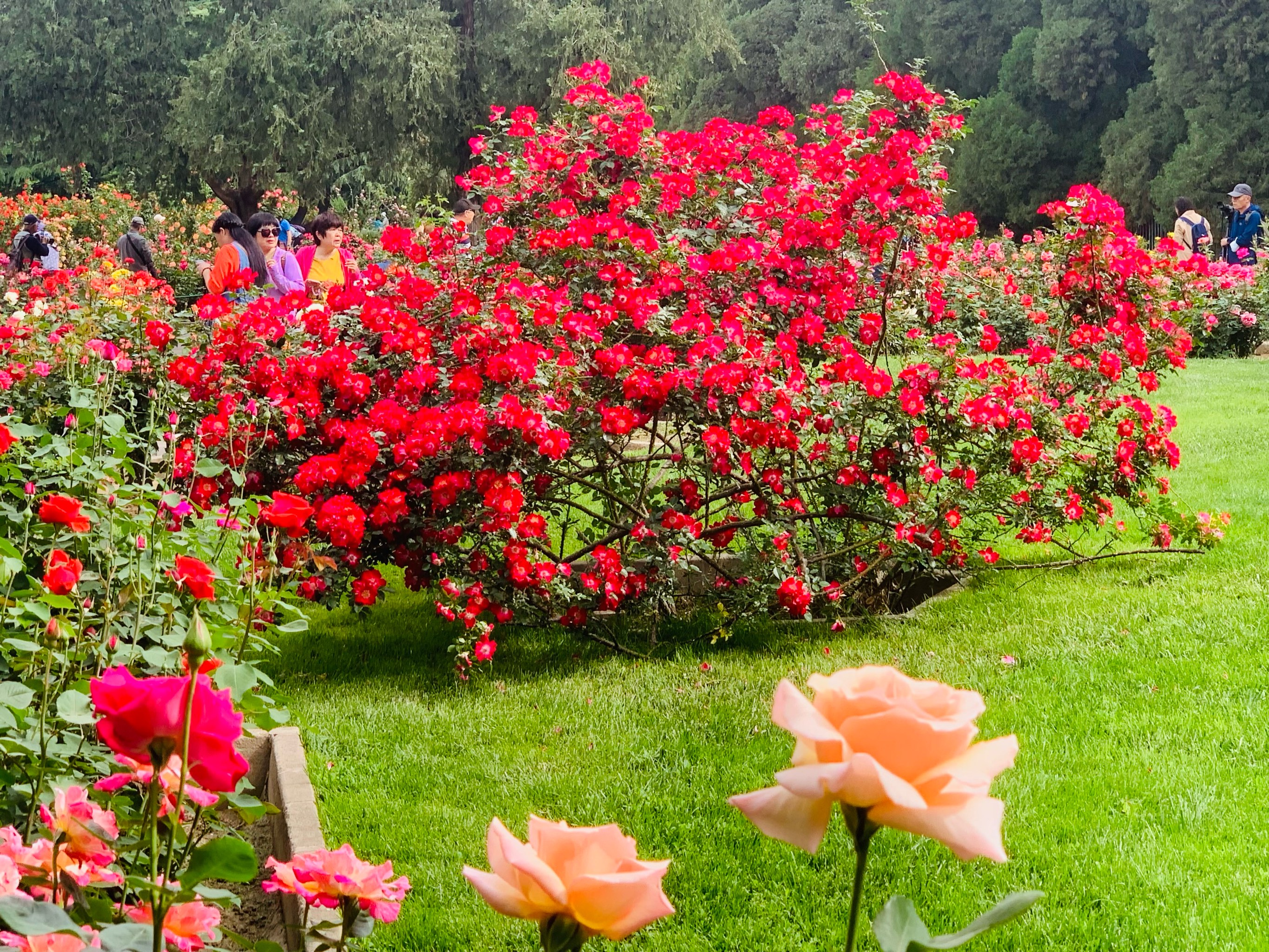 天坛公园月季花展图片