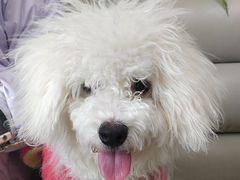 -美联众合动物医院·24h转诊中心