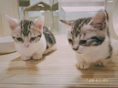-屋虎猫馆(宝安大仟里店)