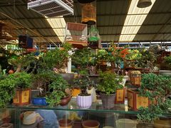 -曲阳花鸟市场(曲阳路店)