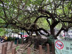 -九龙公园