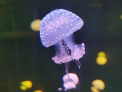 -广州海洋馆