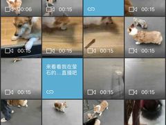 -宠物之家Pets Home 宠物寄养酒店