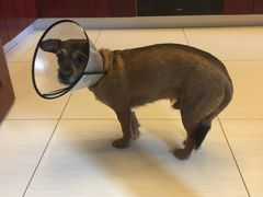 -伟伟宠物医院·CT影像中心·瑞派犬猫综合性门诊(汉口总院)
