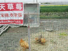 -青浦采草莓天天草莓园