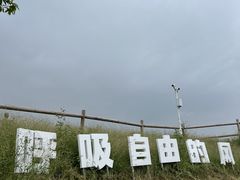-空港花田景区