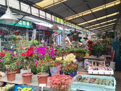 -曲阳花鸟市场(曲阳路店)