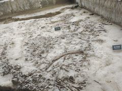 -金沙遗址博物馆
