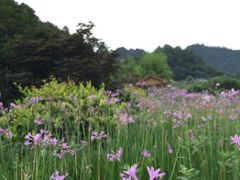 -贵阳市花溪国家城市湿地公园