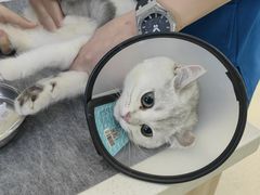-瑞派雷欧宠物医院·24h夜诊·心脏骨科牙科·全科重症转诊中心(无影山店)
