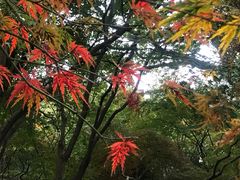 -秋霞圃