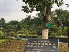 -中缅友谊树