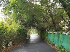 -华侨城湿地公园