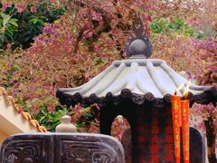 -深圳仙湖植物园