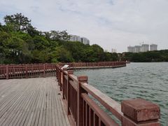 -五缘湾湿地公园