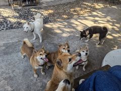 -柴犬高等学院·狗咖·柴犬售卖·宠物训练
