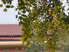 -三里屯东五街银杏大道