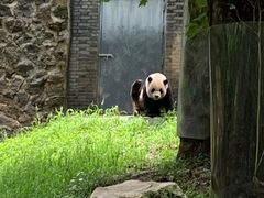 -都江堰中华大熊猫苑
