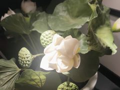 -茶叁酒肆·楚味江湖(菱角湖店)