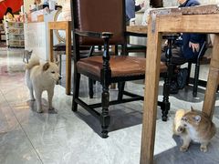 -猫小院猫主题餐厅(南锣旗舰店)