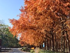 -上海海湾国家森林公园