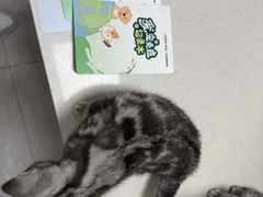 -瑞派长江宠物医院·猫科·外科·24小时夜护(谊城公寓分院)