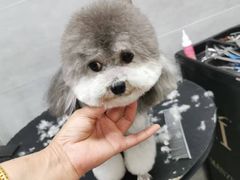 -宠福鑫康馨动物医院·骨科·眼科