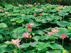 -天津东丽湖风景区