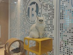 -BABIT巴比特宠物(MOMOPARK店)