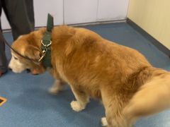 -宠颐生宠物医院外科·内科·皮肤科·影像科(石龙店)
