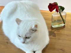 -有猫主题·治愈系猫咖(曾厝垵店)