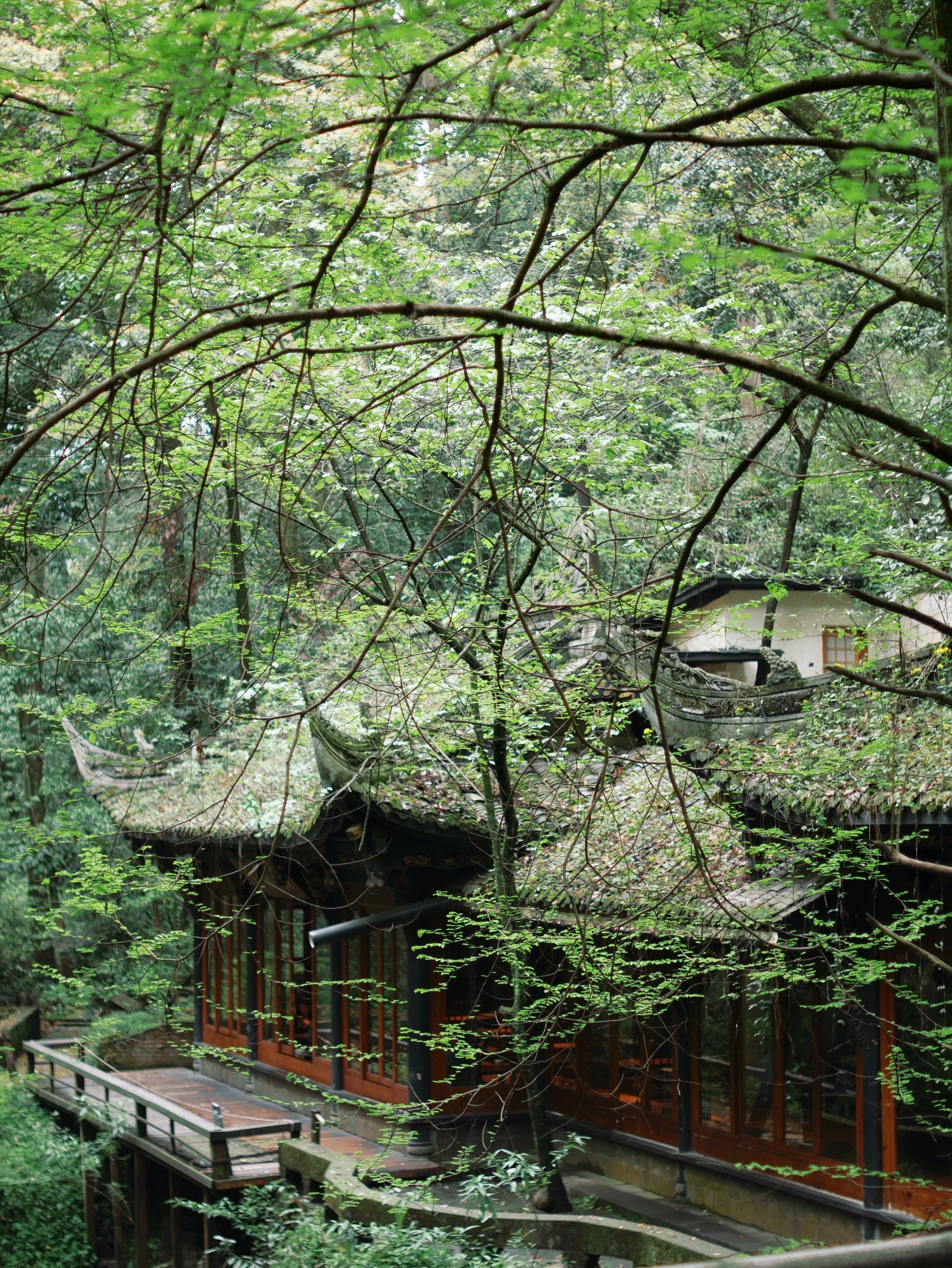崇州徒步,凤栖山森林氧吧0691