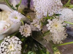 -花鸟鱼虫鲜花绿植市场(玉泉路店)